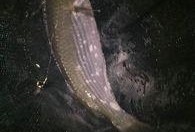 淡水夜钓大事件爆料最新