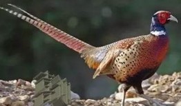 山鸡鱼的爆料方法大全视频,视频解析全方位爆料技巧